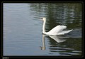 Cygne tuberculé