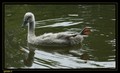 Cygne tuberculé jeune