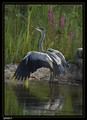 Héron cendré avec reflet