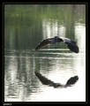 Héron cendré en vol avec reflet