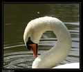 Cygne