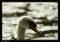 Cygne
