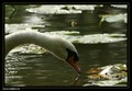 Cygne
