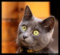 IMG_0779S