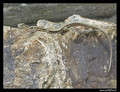 IMG_4468S